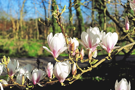 white flowering tree in bloom thumbnail
