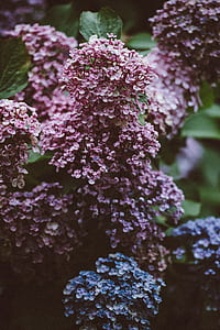cluster of purple lilac flower thumbnail