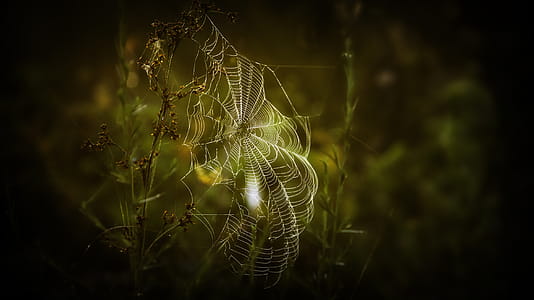 Close-up Photography of Spiderweb thumbnail