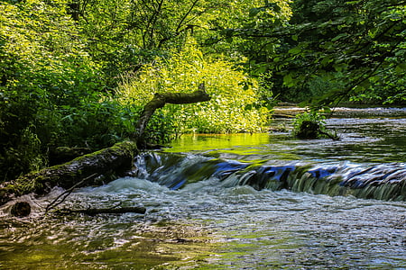 trees beside stream at daytime thumbnail