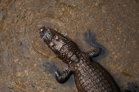 brown crocodile half submerged on water thumbnail