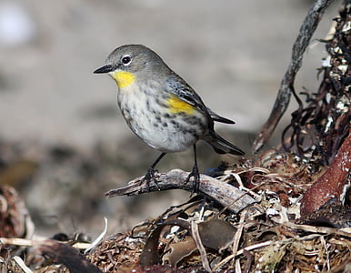 yellow-throated warbler thumbnail