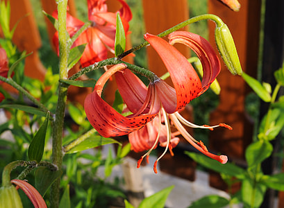 selective focus photography of red glory lily in bloom thumbnail