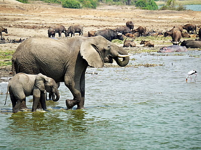 elephant with calf on body of water near herd of water buffalo during daytime thumbnail