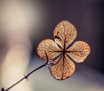 macro photography of brown Hydrangea flower thumbnail