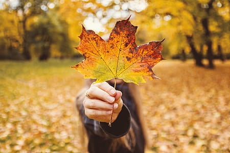 Girl in her hand holding a leaf in autumn thumbnail