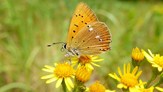 orange butterfly perching on yellow flower selective focus photography thumbnail