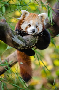 wildlife photography of red bear thumbnail