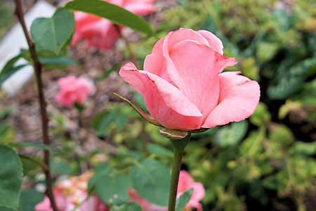 pink rose plant thumbnail