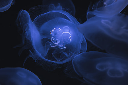 purple, jellyfish, black, underwater thumbnail
