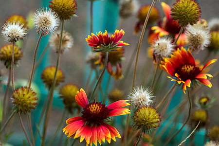 selective focus photography of red-and-yellow petaled flowers thumbnail