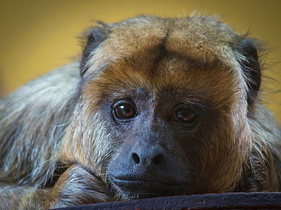 wildlife photography of ape leaning on surface thumbnail