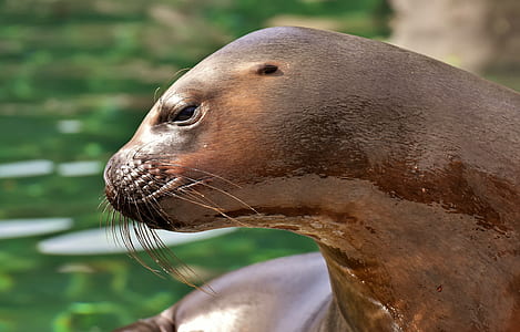 selective focus photography of sea lion thumbnail