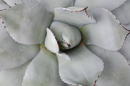 close up photograph of plant thumbnail
