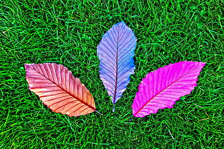three assorted-colored leaves on grass thumbnail