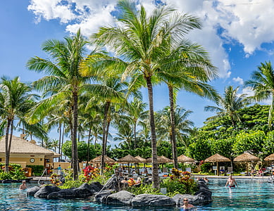 people in pool under coconut trees thumbnail