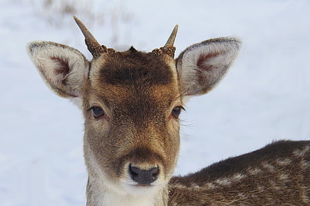 shallow focus photography of brown deer thumbnail