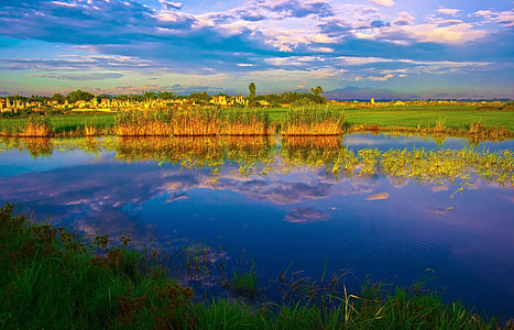 green grass thumbnail