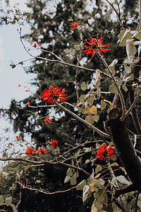 Tropical Botanical Garden in Belem, Lisbon, Portugal thumbnail
