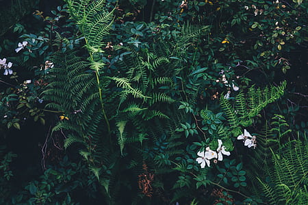 close-up photography of white petaled flower and green leafed plants thumbnail