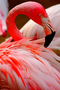 red and white flamingo thumbnail