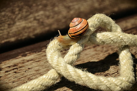 rope heart knot thumbnail