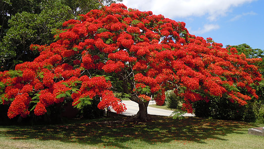 clustered red leaf tree thumbnail