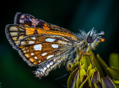Macro Photo Of Butterfly thumbnail