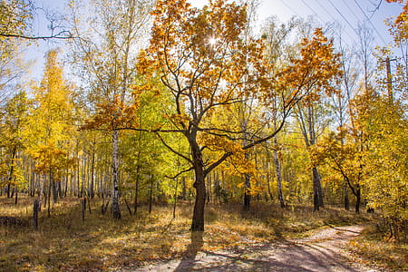 Sunny autumn forest. Oak with yellow leaves stands in the background of the forest near the road against a blue sky and bright sun thumbnail