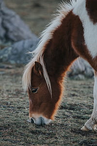 selective focus photo of brown and white horse thumbnail
