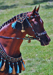 brown horse with multicolored horse straps taken during daytime thumbnail