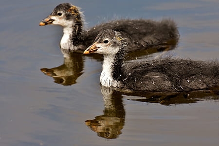 two black ducklings on body of wataer thumbnail