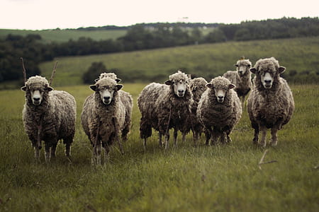 herd of sheep on grassland thumbnail