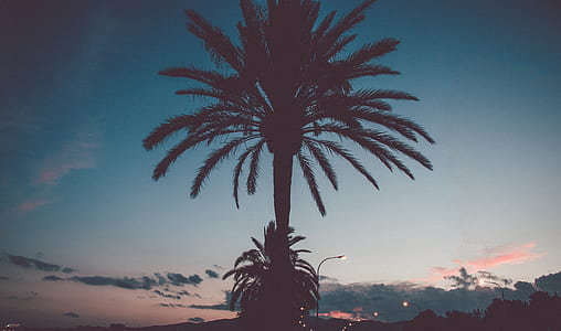 silhouette of tree thumbnail