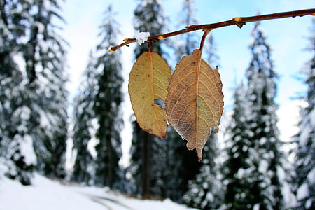 selective focus photography of leaves thumbnail