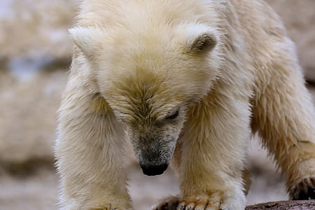 slightly wet polar bear cub walking on brown ground thumbnail