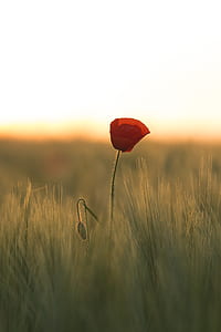 close up photography of red poppy flower thumbnail