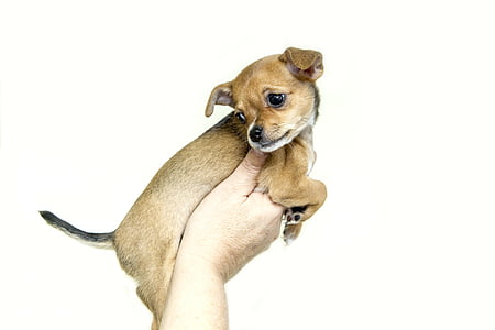brown puppy thumbnail