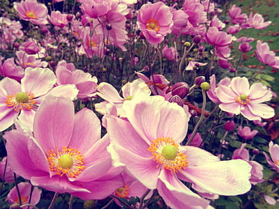 nature, flowers, garden, petals thumbnail
