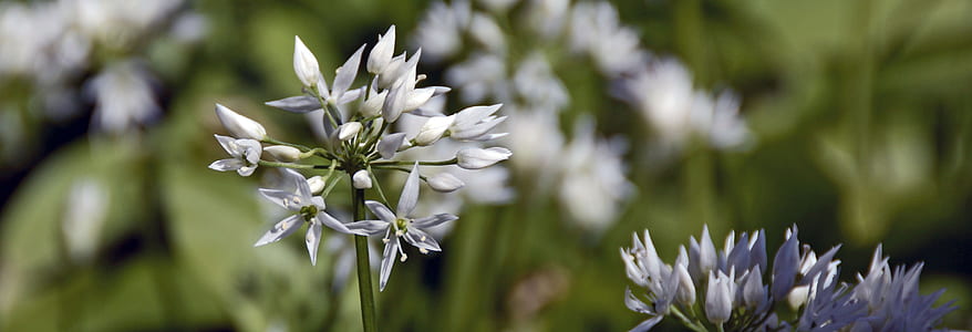 purple allium flowers closeup photo thumbnail