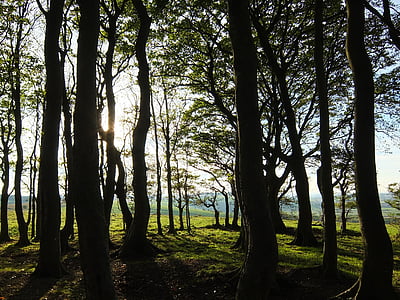 green leafed trees during daytime thumbnail