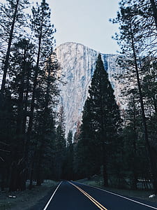 asphalt road surrounded by tall trees thumbnail