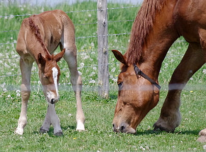 close-up photography of brown horse thumbnail