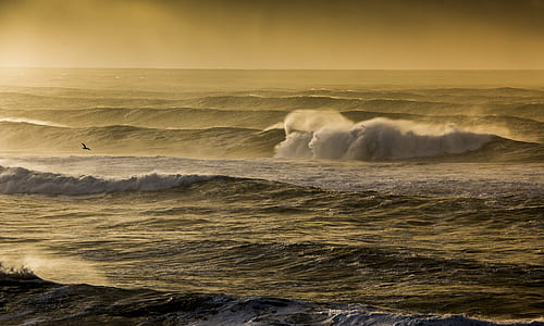bird flying above sea waves thumbnail