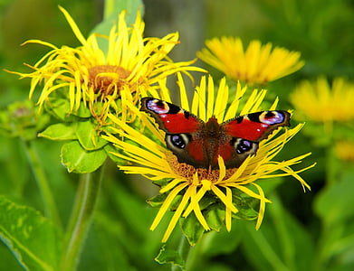 Aglais io butterfly perching on yellow sunflower at daytime thumbnail