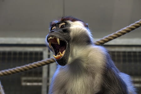 close-up photo of gray monkey opening mouth thumbnail