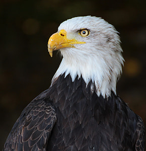 photo of Bald eagle thumbnail