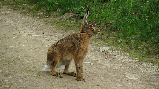brown land animal on forest thumbnail