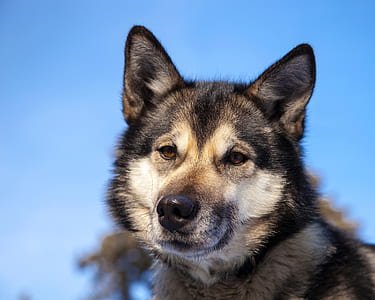 adult white and black Alaskan malamute close-up photography thumbnail