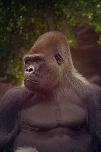 closeup photography of Gorilla thumbnail